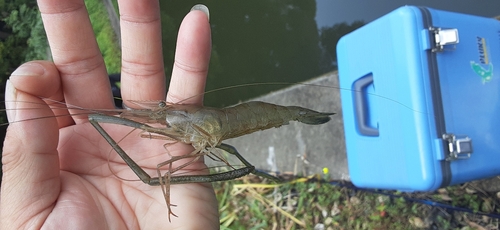 テナガエビの釣果