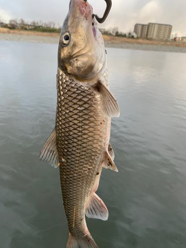 ニゴイの釣果