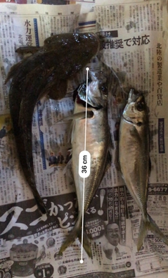 アジの釣果