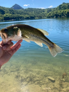 ラージマウスバスの釣果