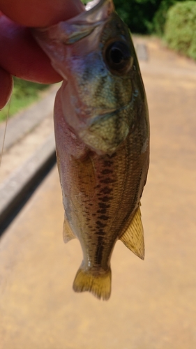 ラージマウスバスの釣果