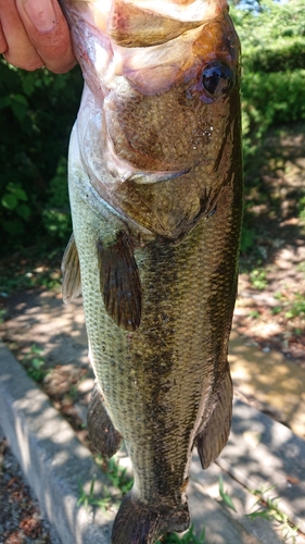 ラージマウスバスの釣果