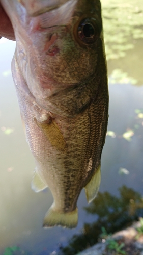 ラージマウスバスの釣果