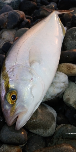 カンパチの釣果