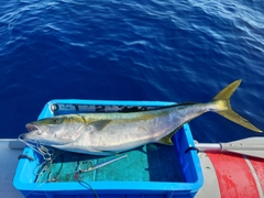 ヒラマサの釣果