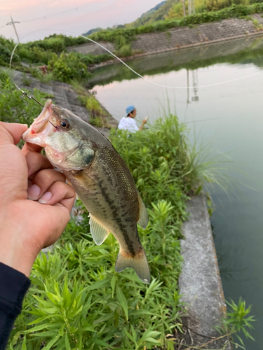 ブラックバスの釣果