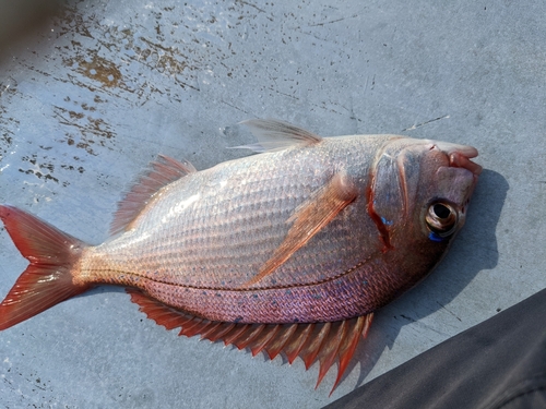 ハナダイの釣果