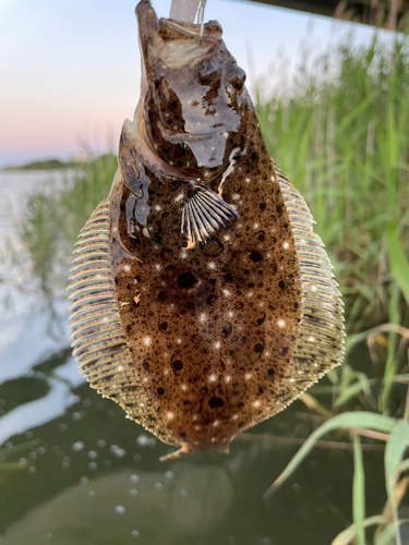 ソゲの釣果