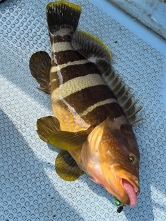 アオハタの釣果