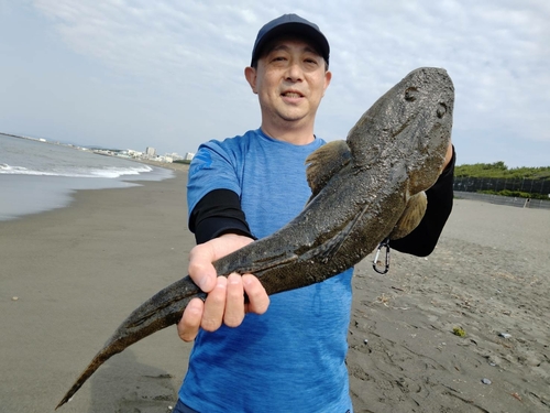 マゴチの釣果