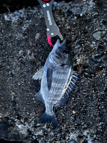 クロダイの釣果