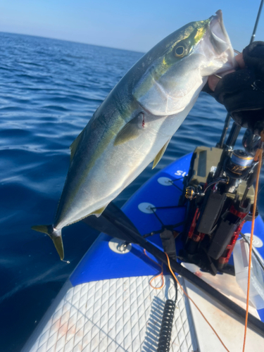 ハマチの釣果