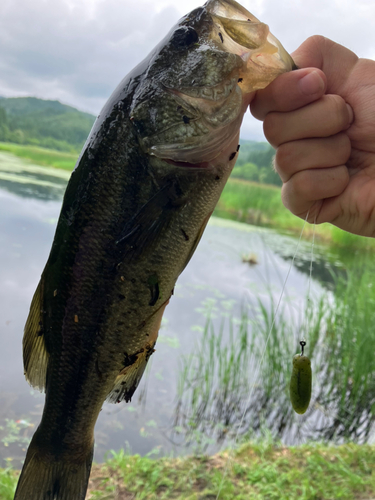 ブラックバスの釣果