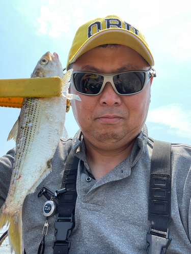 コノシロの釣果