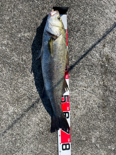 マルスズキの釣果