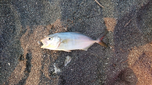 ショゴの釣果