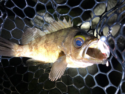 メバルの釣果