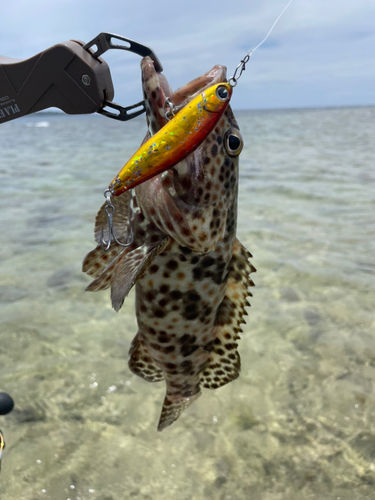 チャイロマルハタの釣果