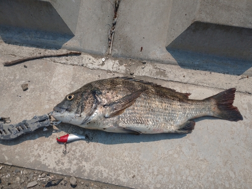 クロダイの釣果