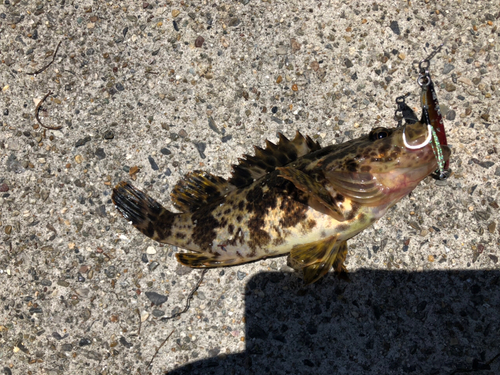 タケノコメバルの釣果