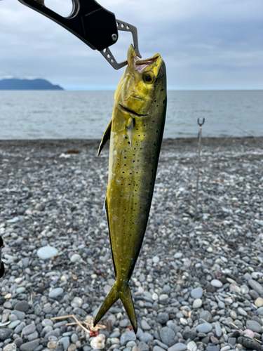 シイラの釣果