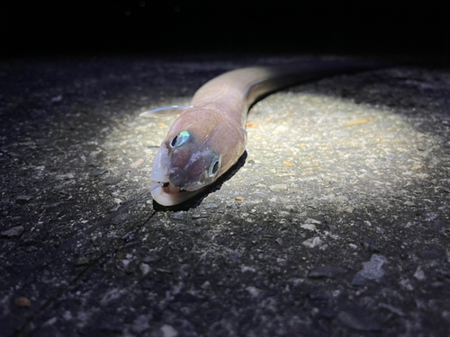 クロアナゴの釣果