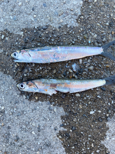 イワシの釣果