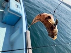 イトヒキハゼの釣果