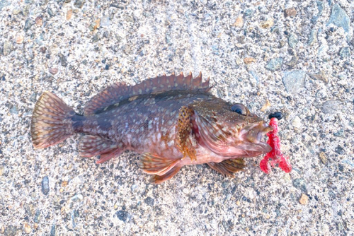 カサゴの釣果