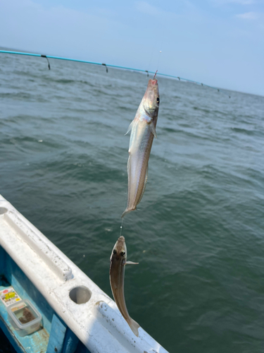 シロギスの釣果