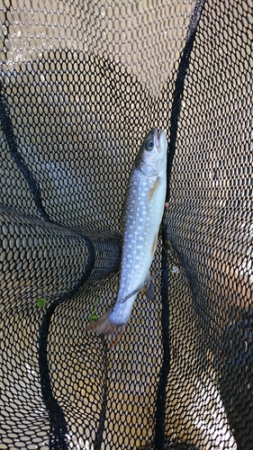 アメマスの釣果