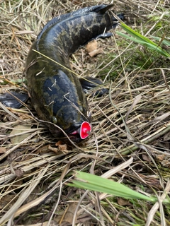 ライギョの釣果