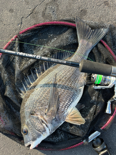 チヌの釣果