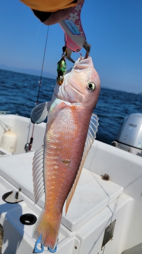 シロアマダイの釣果