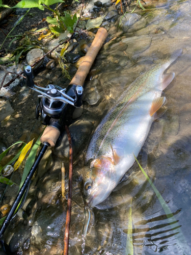 ニジマスの釣果