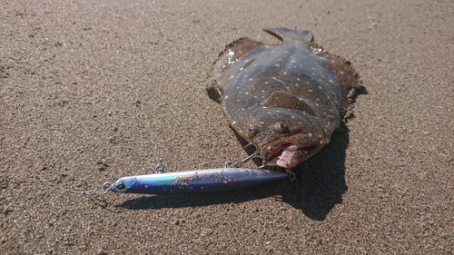 ソゲの釣果