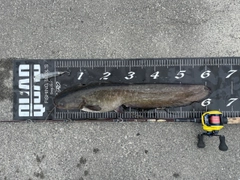 ニホンナマズの釣果