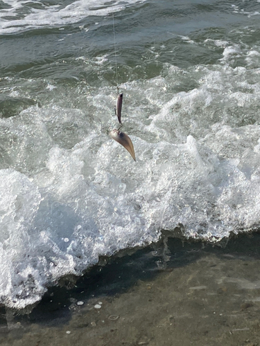 シタビラメの釣果