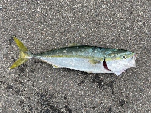 イナダの釣果