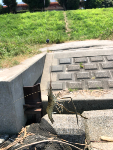 テナガエビの釣果