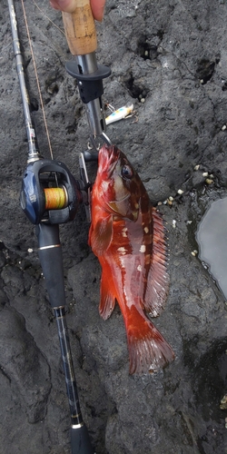 アカハタの釣果