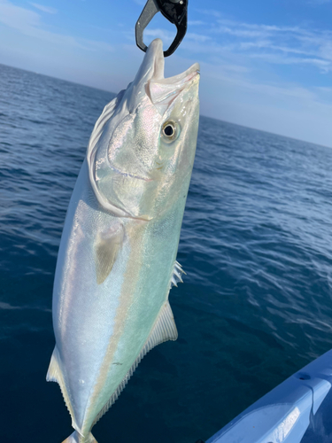 ヤズの釣果