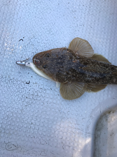 マゴチの釣果