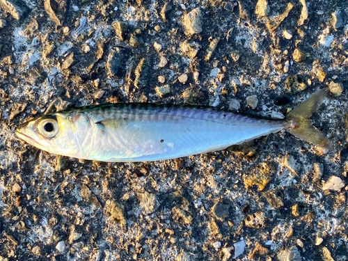 サバの釣果