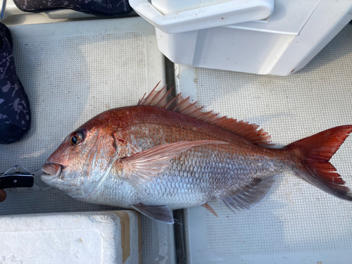 マダイの釣果