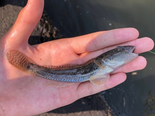 マハゼの釣果