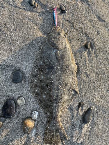 ソゲの釣果