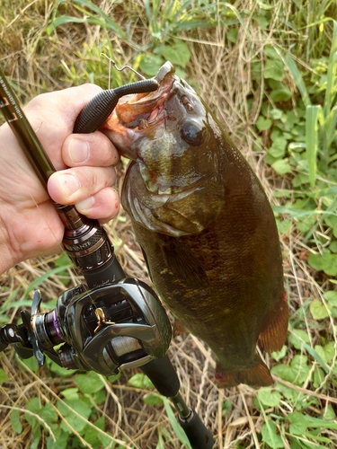 スモールマウスバスの釣果