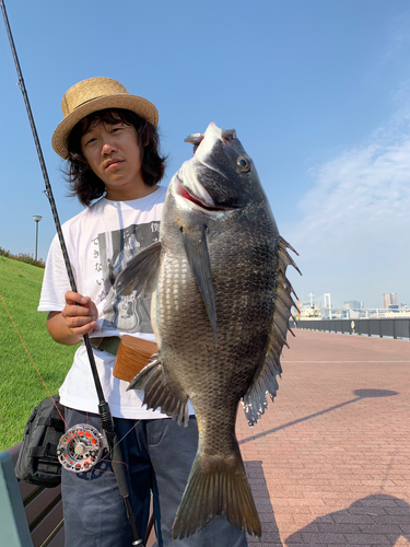 チヌの釣果