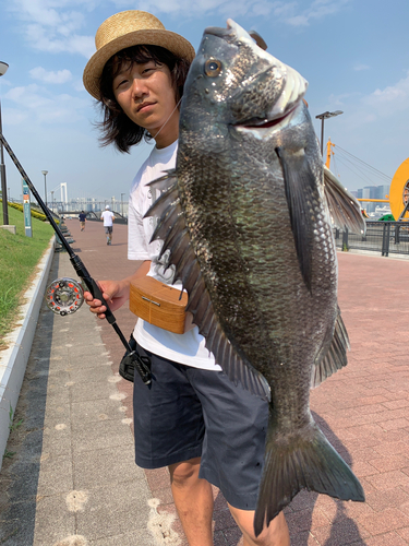 チヌの釣果